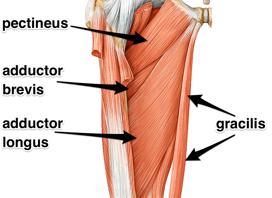 Adductor Groin Tear Rehab On The Road