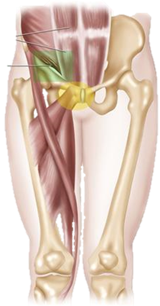 Sports Hernia Rehab On The Road